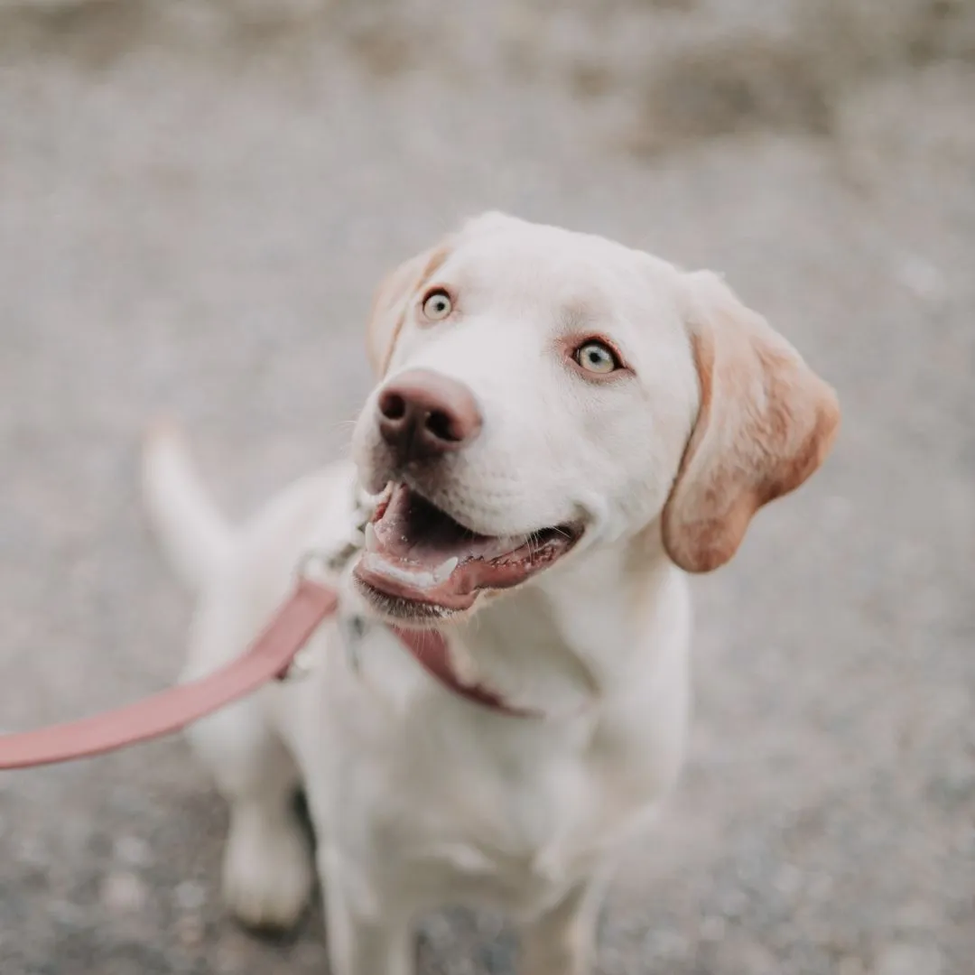 RAYA Junior Feel-Good-Managerin bei greiterundcie. - Agenturhund